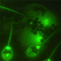 Loài sinh vật kỳ lạ có thể sống sót không cần oxy