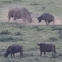 Không bao giờ lùi bước, trâu rừng thi triển "thiết đầu công" với đối thủ tê giác to gấp 3 lần