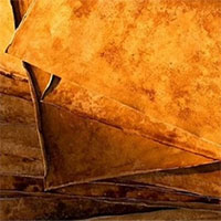 Phát triển loại da nhân tạo từ nấm giống hệt da thật