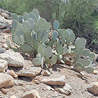 Rắn đuôi chuông 