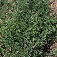 Tìm ra loài cây chịu mặn hấp thụ hàng trăm tấn muối trên mỗi km2 đất