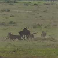 Linh dương đầu bò kiên cường chống chọi với 5 con báo Gepa và cái kết