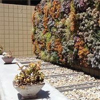 Nghiên cứu mới cho thấy: “Tường sống” giảm 30% nhiệt lượng thất thoát từ công trình