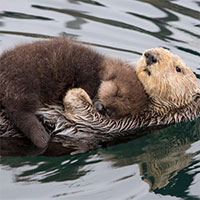 Hình ảnh rái cá âu yếm ôm đứa con mới đẻ trên bụng để bảo vệ khiến hàng triệu người lay động