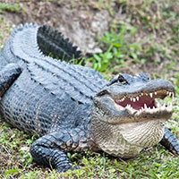 Thiên thạch làm khủng long tuyệt chủng, vì sao cá sấu vẫn sống khỏe?