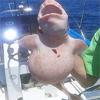 Bắt được sinh vật màu hồng kỳ lạ trên biển, cả thuyền vội thả đi sau khi biết lai lịch