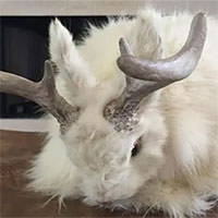 Sự thật về loài thỏ kỳ lạ có sừng như nai