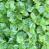 Những lợi ích ít ai biết của rau càng cua