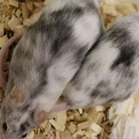 Chỉnh sửa gene lựa chọn giới tính cho động vật để giảm sát sinh