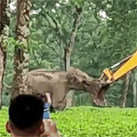 Video: Voi mẹ hùng hổ lao tới 