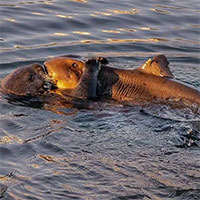 Khoảnh khắc cá mập lim dim trong vòng tay ấm áp của rái cá khiến các nhà khoa học khó giải thích