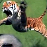 Luật đầu tiên cần phải nhớ khi đến Ấn Độ: Đừng bao giờ 