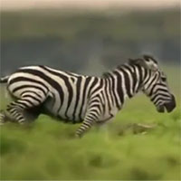 Video: Ngựa vằn nổi điên tấn công báo săn vì bị... 