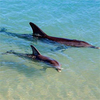 Bãi biển duy nhất trên thế giới có cá heo ghé thăm hàng ngày