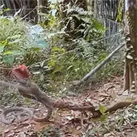 Đang "mây mưa" với bạn tình, rắn hổ mang "khủng" gặp tai nạn khó đỡ