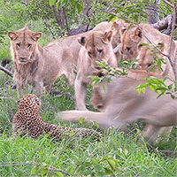 Báo hoa mai lọt vào vòng vây của 12 con sư tử và cái kết bi đát