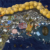 Nhiều sinh vật biển lập bầy đàn, làm tổ trên rác nhựa lênh đênh giữa đại dương