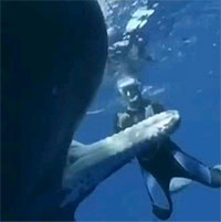 Loài động vật có bộ não và răng lớn nhất hành tinh tìm đến con người để nhờ giúp đỡ