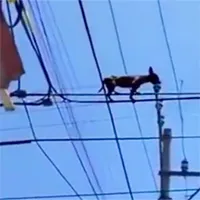 "Quàng thượng" nổi hứng đu dây điện, "sen" ngán ngẩm không hiểu sao lên nổi
