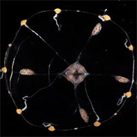 Giới khoa học vừa phát hiện cách để đọc suy nghĩ của sứa, loài vốn... không có não