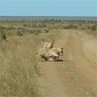 Lợn bướu đang hồn nhiên dạo chơi thì bỗng nhiên bị phục kích bởi cặp đôi 