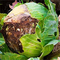 Tìm ra bí mật về bệnh thối đen trên rau vụ đông