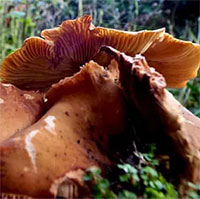 Xóa sổ cả 1 khu rừng, đó là khả năng 