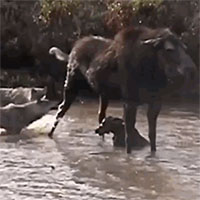 Nai sừng tấm tử chiến bầy chó sói bảo vệ con và cái kết có hậu