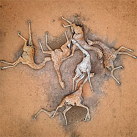 Hạn hán khiến đàn hươu cao cổ 6 con nằm chết khô trên đất