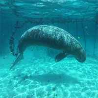 Sự thật đáng sợ vô tình được nhóm thợ lặn khám phá dưới đáy đại dương