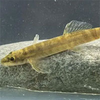 Phát hiện loài cá nước ngọt mất tích đột ngột gần 50 năm