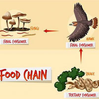 Nếu nghĩ rằng con người đang đứng đầu chuỗi thức ăn, bạn có thể đã nhầm