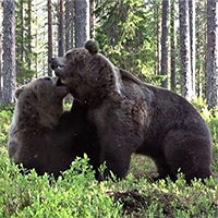 Trận ác chiến rung chuyển núi rừng của hai con gấu nâu to lớn