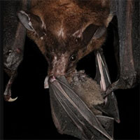 Loài dơi bóng ma chuyên ăn thịt đồng loại