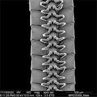 Phát hiện sinh vật dưới lòng đất có kỷ lục 1.306 chân