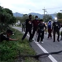 Bị vây bắt, rắn hổ mang chúa điên cuồng cắn trả thợ bắt rắn