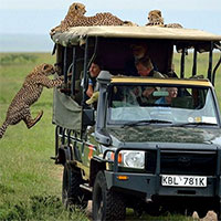 Một pha nhảy xe để làm quen với con người không thể ấn tượng hơn của đàn báo săn