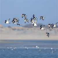 Vì sao chim di cư thường có màu lông nhạt hơn bình thường?