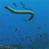 Nỗi kinh hoàng của các sinh vật biển: Loài rắn độc gấp 10 lần rắn đuôi chuông và săn mồi theo đàn