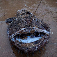 Cá biển sâu trông như thủy quái chết dạt vào bờ biển