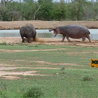 Gây sự với hà mã, tê giác đen chạy 