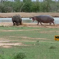 Gây sự với hà mã, tê giác đen chạy "bán sống bán chết"
