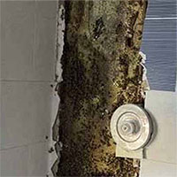 Kinh hoàng phát hiện tổ ong 80.000 con ngay trong tường nhà