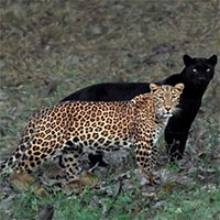 Tại sao với mãnh thú, con đực luôn to hơn con cái còn ở các loài chim ăn thịt thì ngược lại?