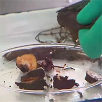 Kỳ lạ nhân sâm tử thần: Muốn thử phải ký cam kết, người độc địa ăn vào không thể qua khỏi