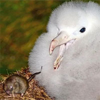 Nỗ lực diệt chuột xâm hại ăn thịt chim thất bại tại đảo Gough