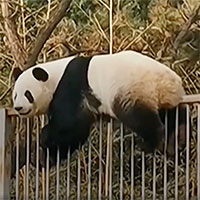 Trung Quốc: Gấu trúc trèo tường, thi triển kungfu “vượt ngục” như phim