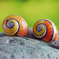 Chiêm ngưỡng ốc sơn Cuba - Loài ốc đẹp nhất thế giới