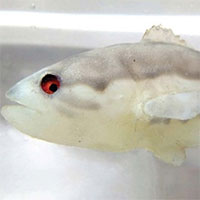 Thiết kế mẫu cá robot để đuổi cá xâm hại