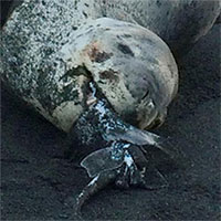 Bằng chứng cho thấy hải cẩu báo ăn thịt cá mập ma